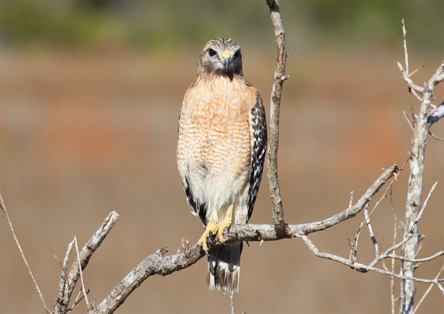 Everglades National Park, FL Hawk