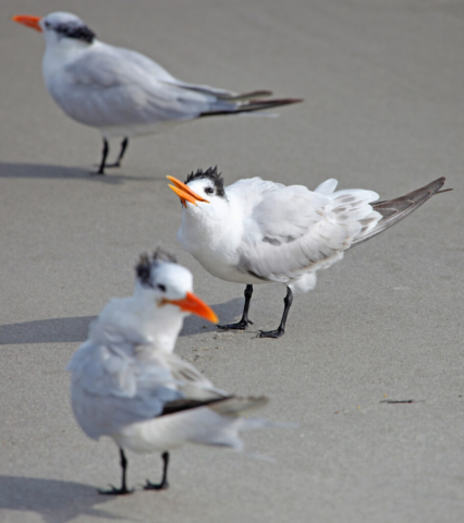 Seabirds St. Pete Beach, FL