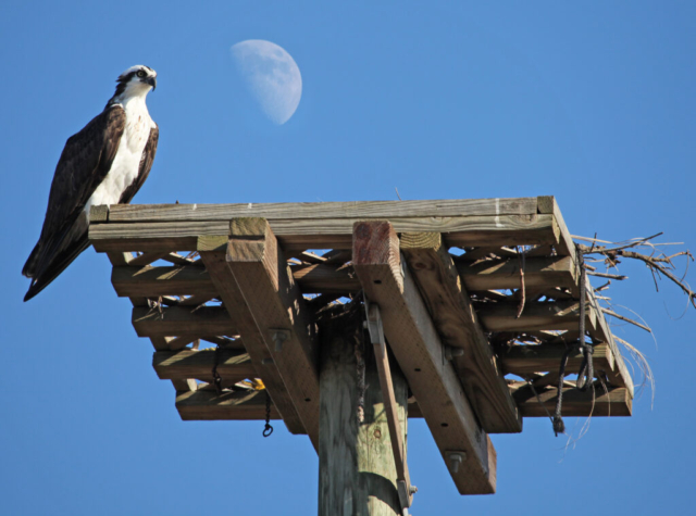 Osprey and Moon - Ruskin, FL